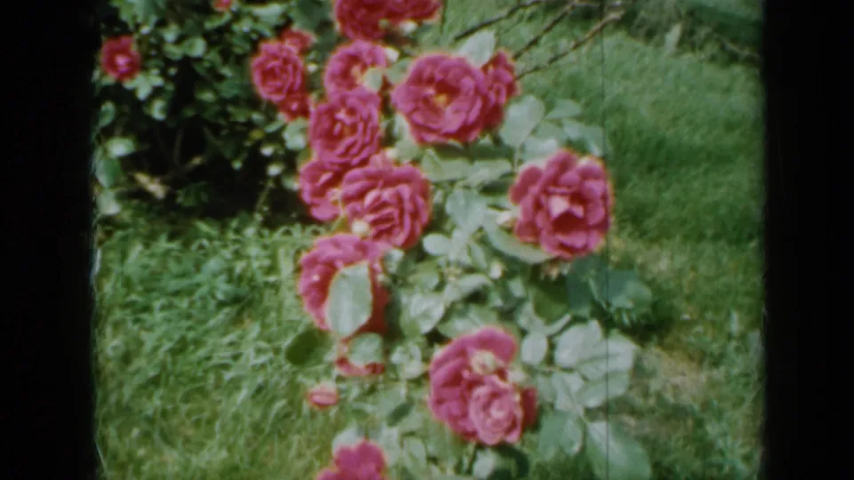 A 1958 Minnesota-attributed garden view shows pink roses near a grassy lawn, with 8mm color and grain.