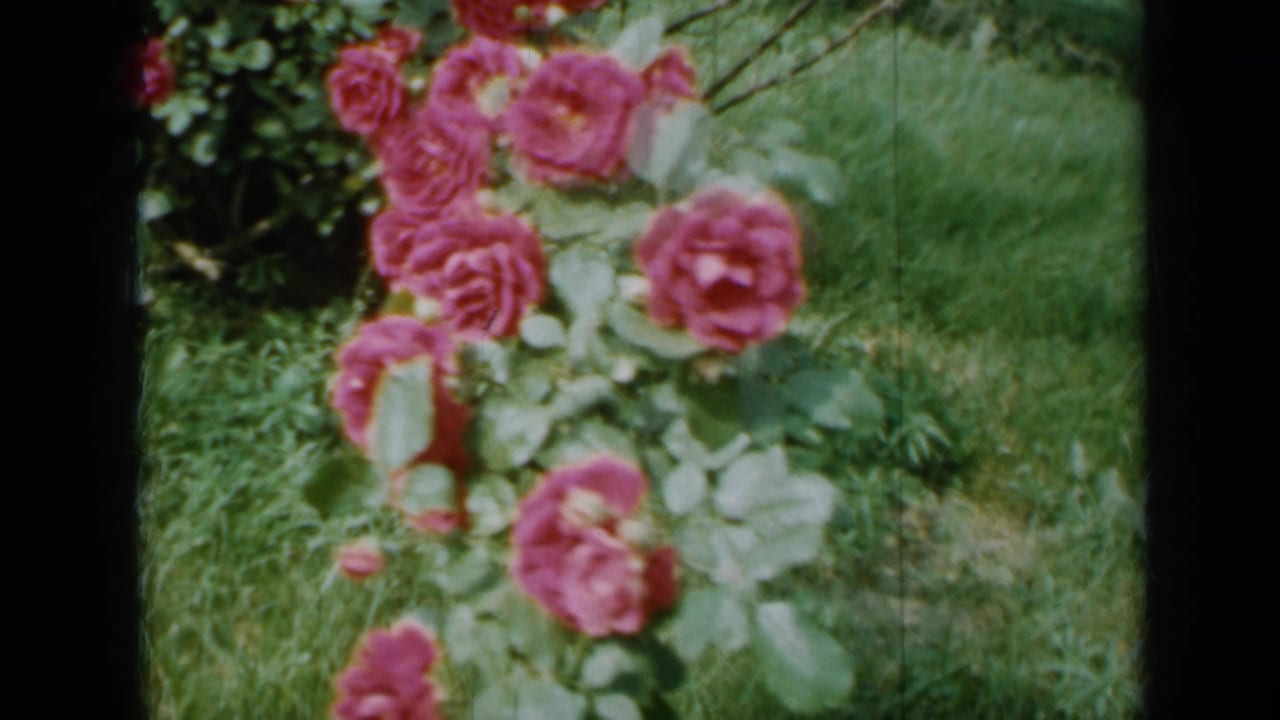 Pink roses and green leaves beside grass in a soft 8mm garden frame.
