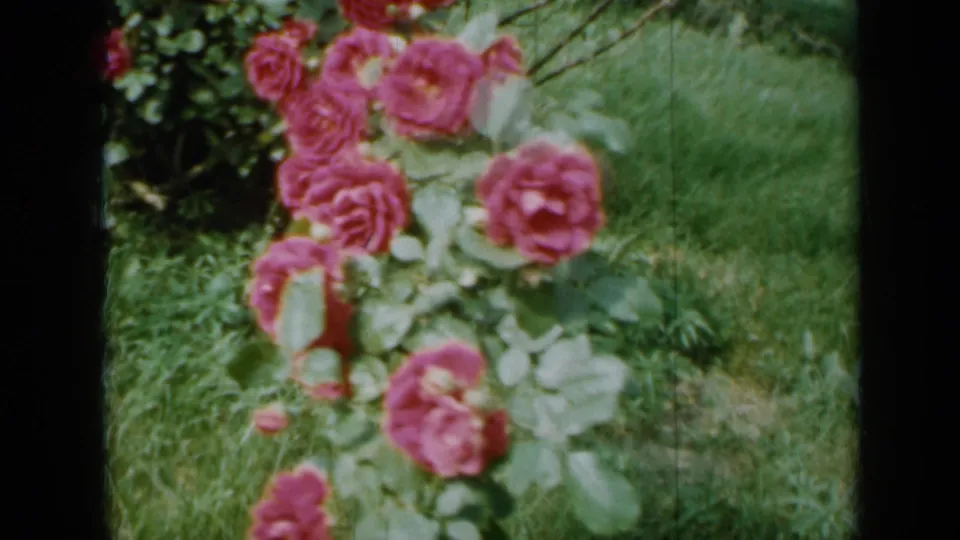 1958 Minnesota 8mm home-movie frame showing pink rose blooms, leaves, and grass in a sunlit garden.