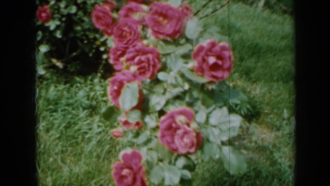 Pink rose bush with several blooms over green grass and foliage.