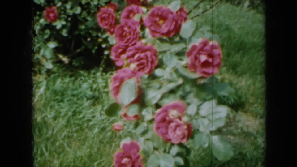 1958 Minnesota 8mm frame showing pink roses and broad green leaves over a grassy garden patch.