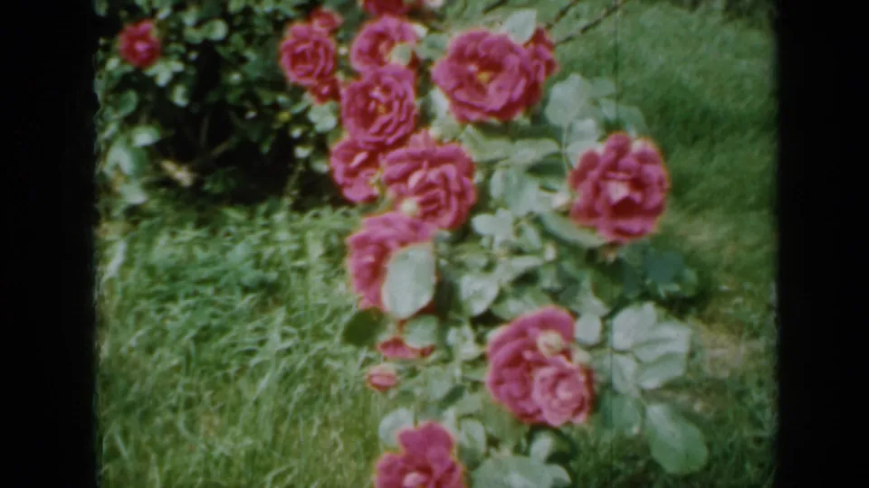 1958 Minnesota home-movie frame of pink roses, rose leaves, and green lawn with visible 8mm film texture.