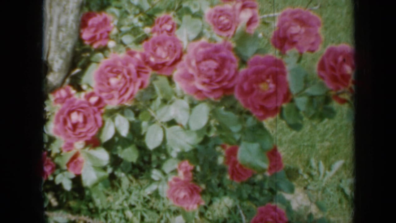 Pink roses and green leaves beside a tree trunk and lawn.