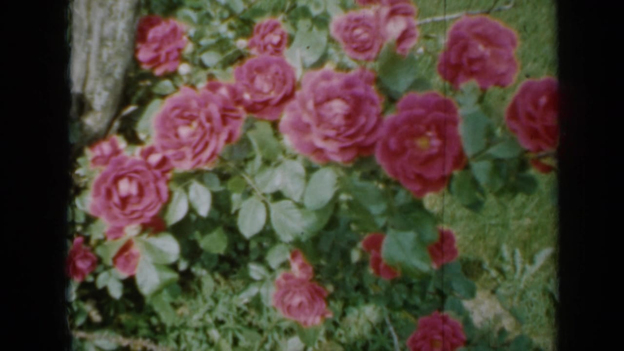 Pink rose clusters appear across leafy growth in a 1958 Minnesota garden home-movie frame.
