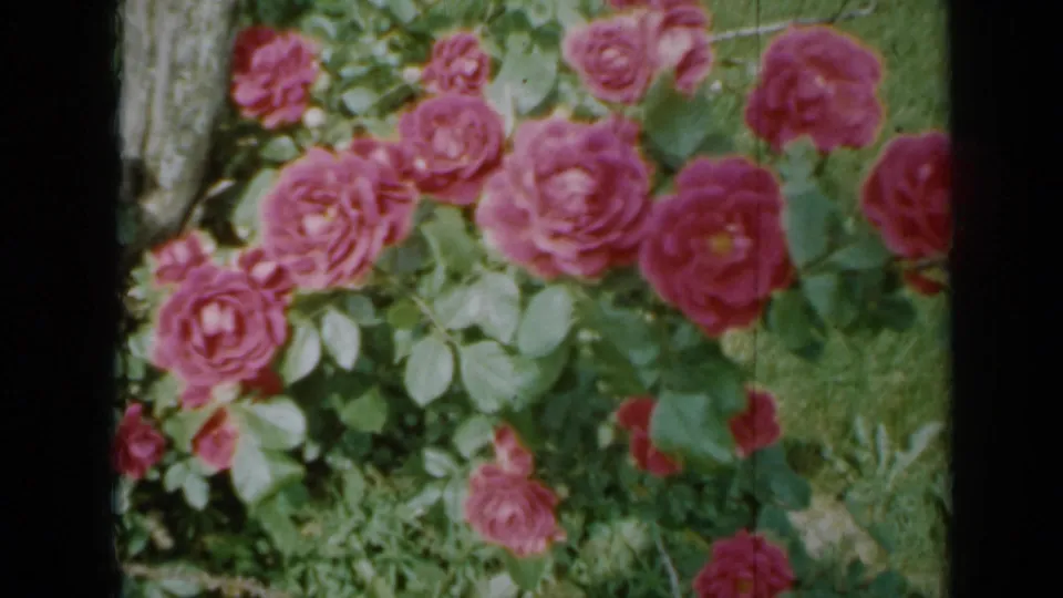 Pink rose clusters appear across leafy growth in a 1958 Minnesota garden home-movie frame.
