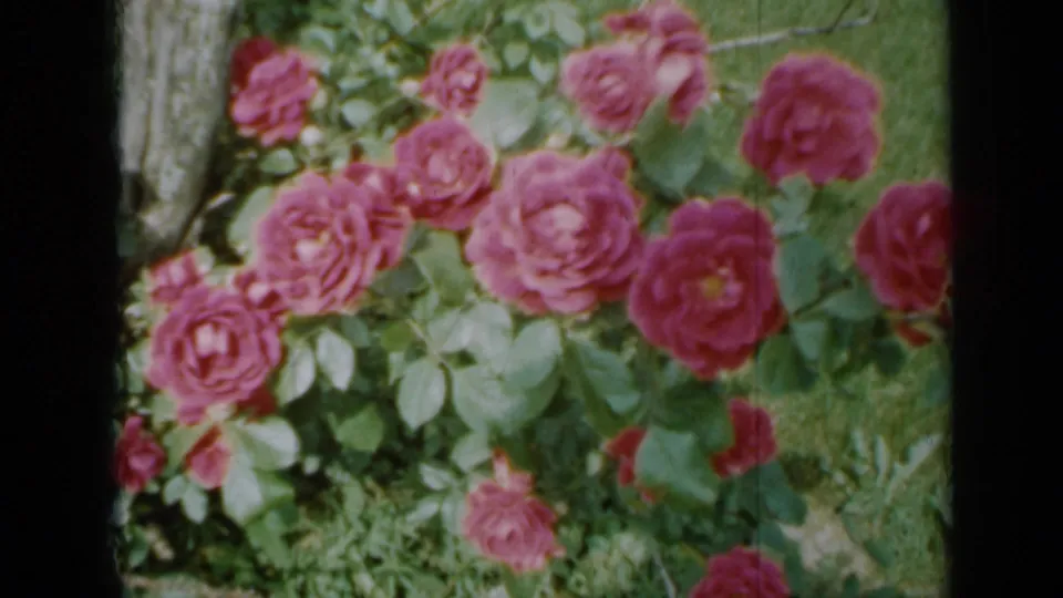 1958 Minnesota 8mm still with an overhead view of pink roses, green leaves, and surrounding lawn.