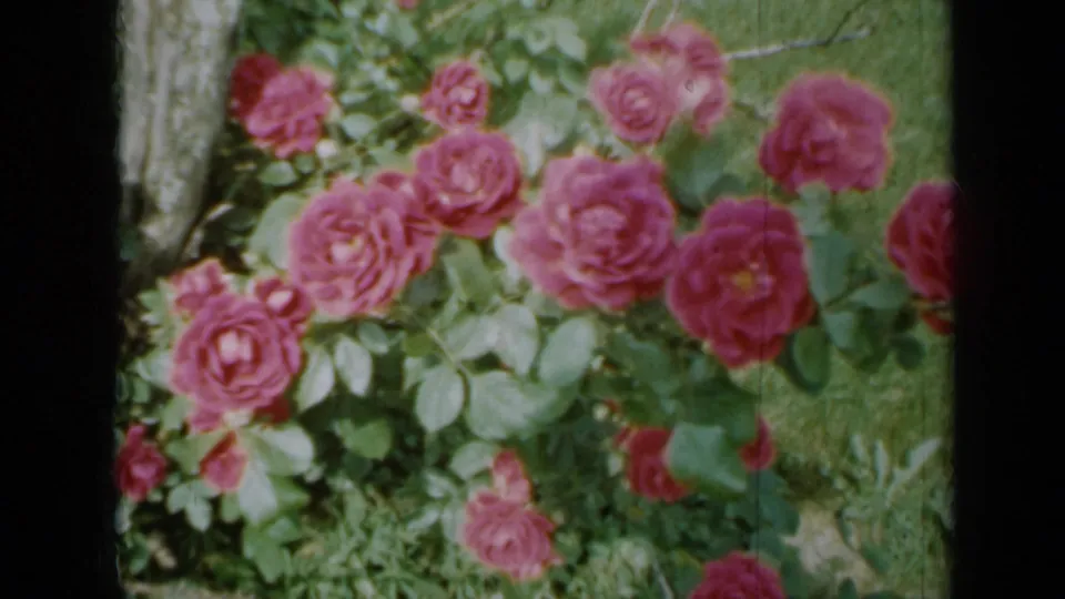 Pink roses bloom among dense leaves in a 1958 Minnesota garden frame from 8mm home-movie footage.