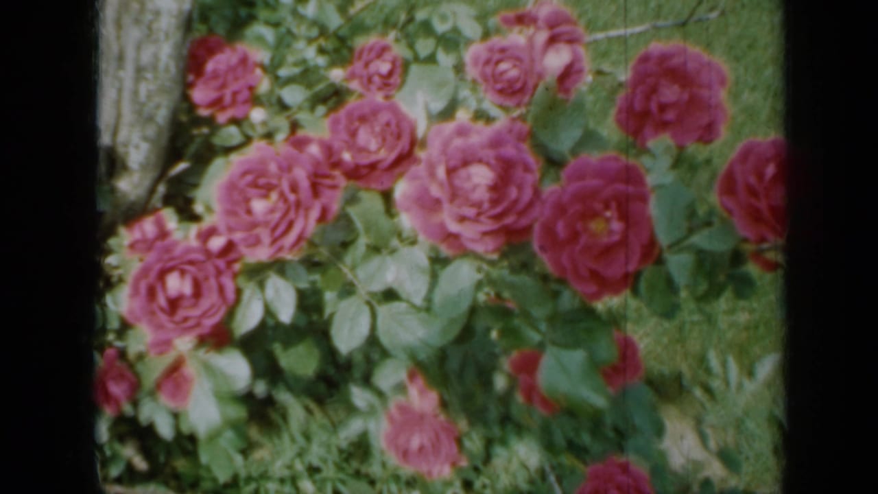 Close view of pink roses and green leaves beside grass, framed by dark film edges.
