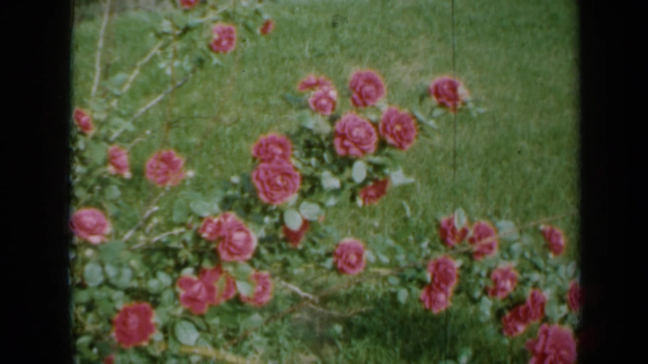 Rose bushes with pink flowers scattered across green grass and foliage.