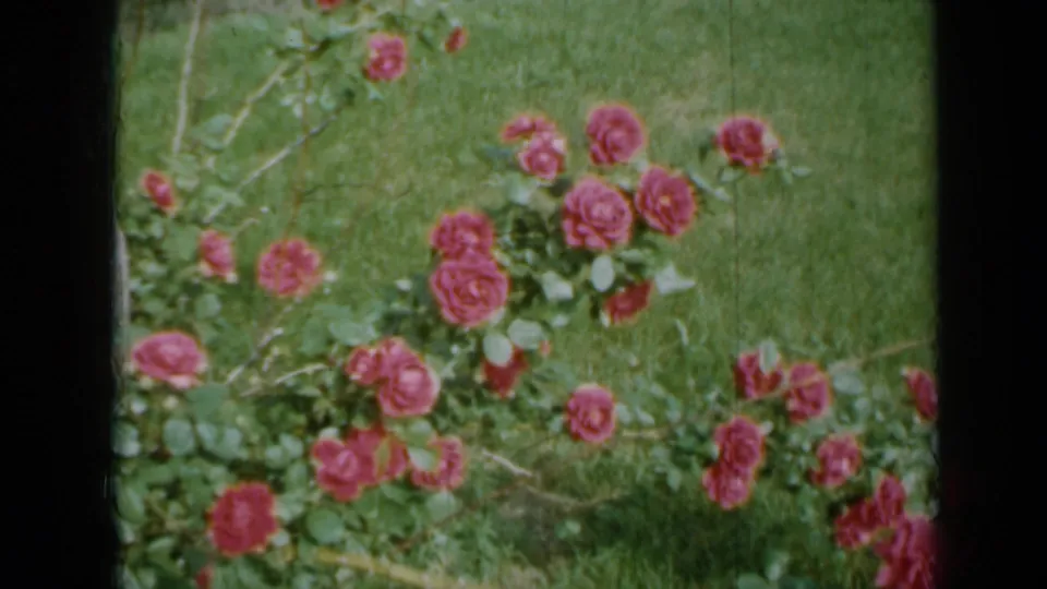 1958 Minnesota 8mm frame showing a pink rose bush, green leaves, grass, and soft shadowing in a home garden.