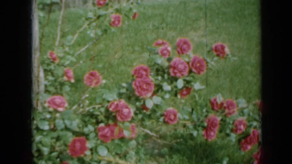 1958 Minnesota home-movie frame of pink roses and leaves against lawn grass, bordered by the dark 8mm film gate.