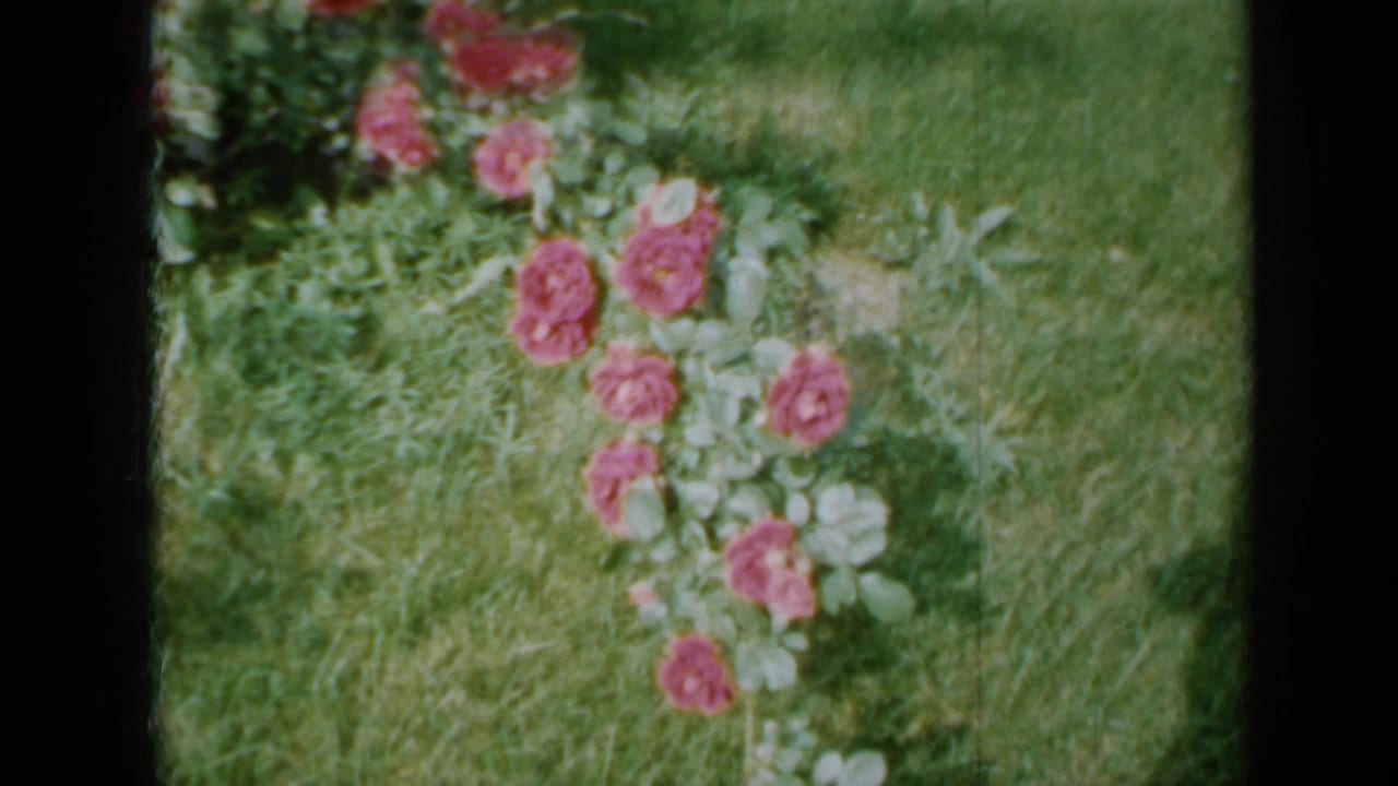 Pink-red roses and green leaves beside grass within an 8mm film frame.