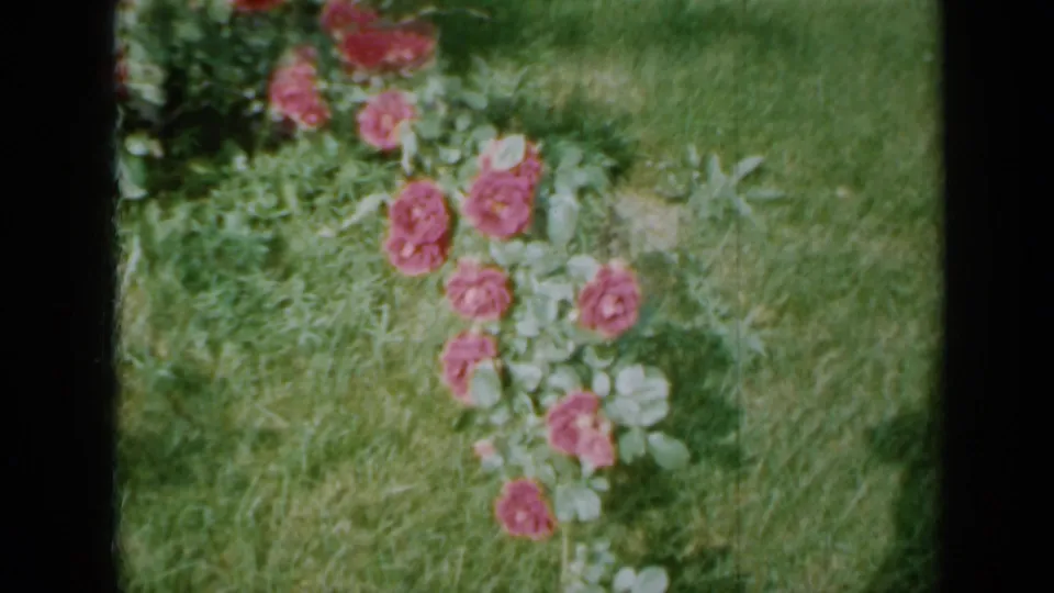 1958 Minnesota home-movie frame showing pink-red roses on leafy stems against a grassy garden background.