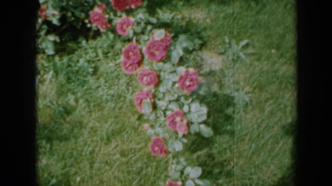 1958 Minnesota garden frame with a rose cluster and pale green leaves set against lawn.