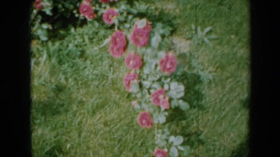 1958 Minnesota home-movie view of a rose stem with multiple blossoms against a green lawn.