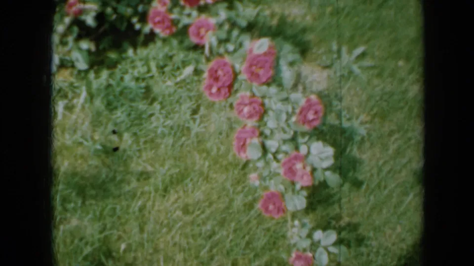 1958 Minnesota frame showing roses and green foliage on a lawn, with soft home-movie color and grain.
