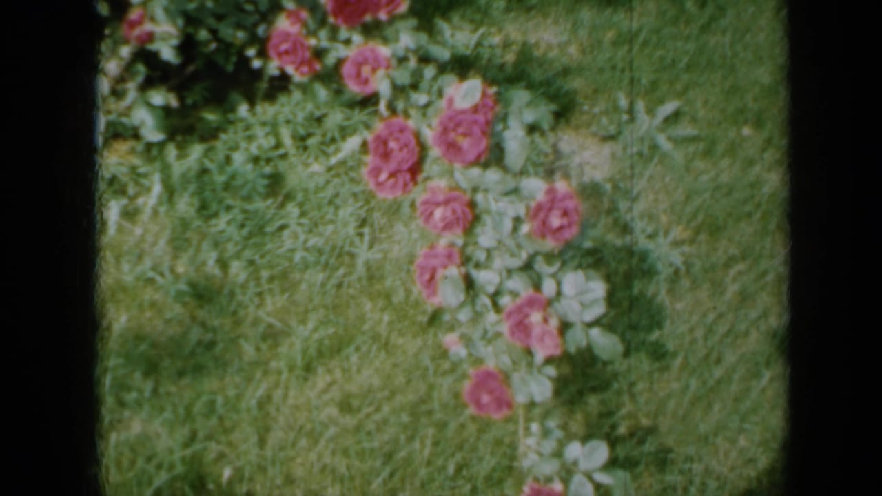 Pink roses blooming in grass beside leafy garden growth.