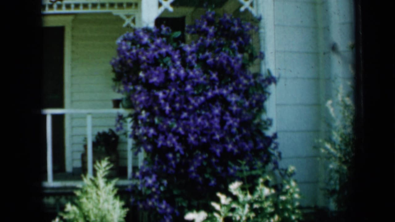 Deep purple clematis covers part of a white porch exterior in 1958 Minnesota home-movie footage.