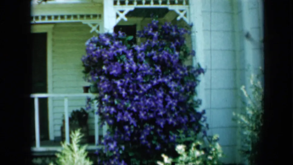 A dense purple clematis vine fills the frame near a white porch in 1958 Minnesota footage.