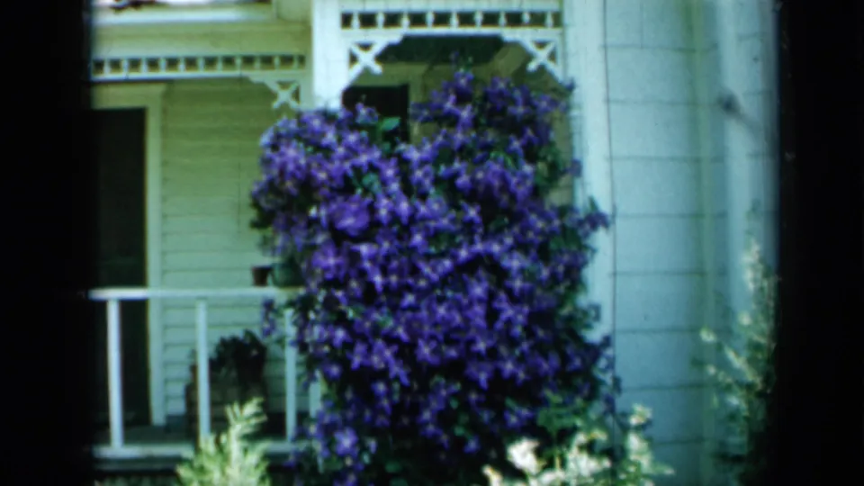 Purple clematis remains framed against a white porch and pale siding in the 1958 Minnesota garden shot.