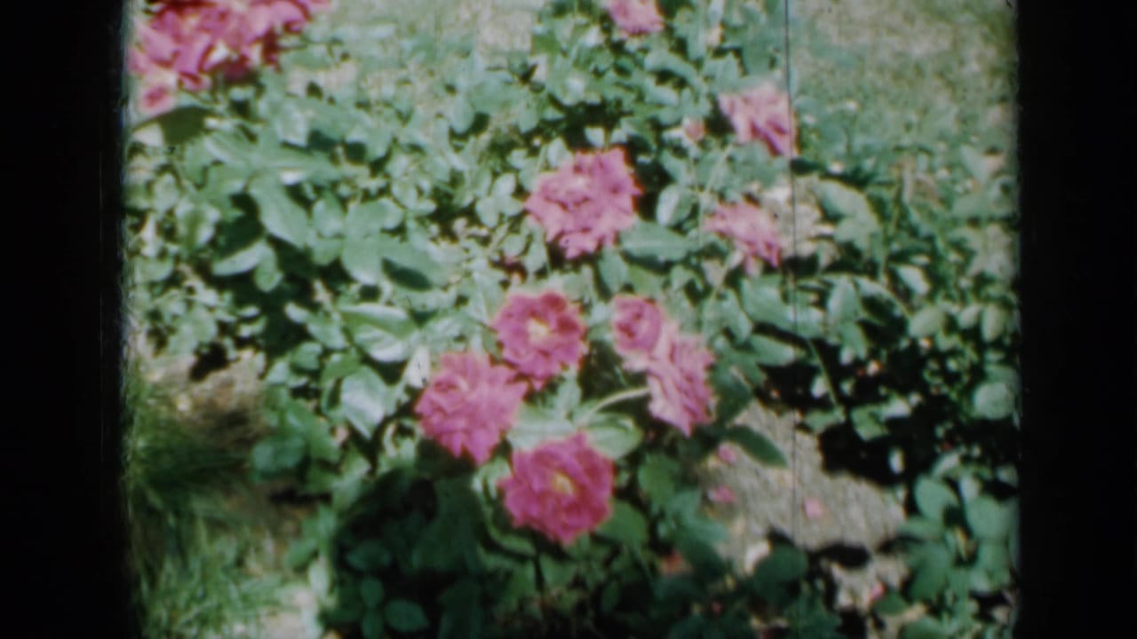 Pink roses and green leaves fill a garden bed in bright sunlight.