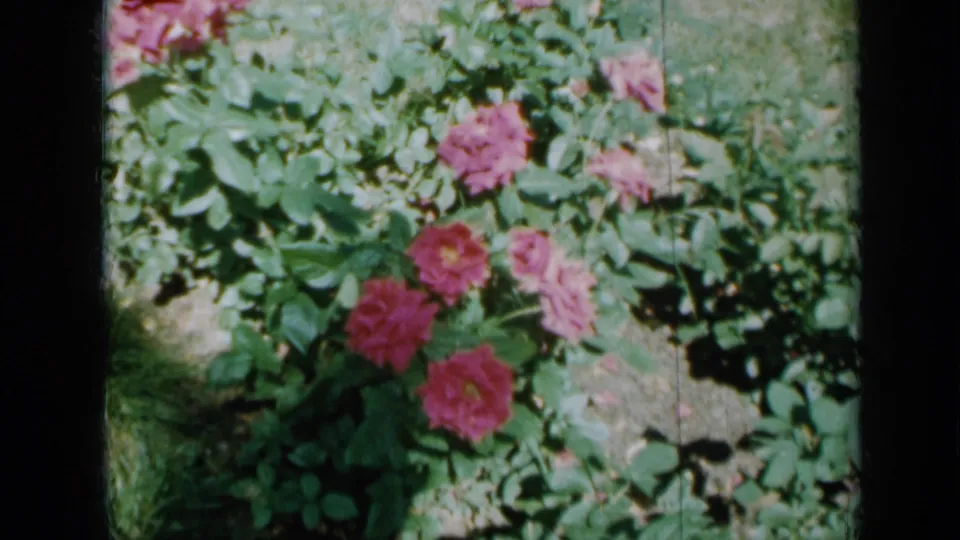 1958 Minnesota home-movie frame showing several pink rose blooms surrounded by leafy stems and patches of exposed soil.