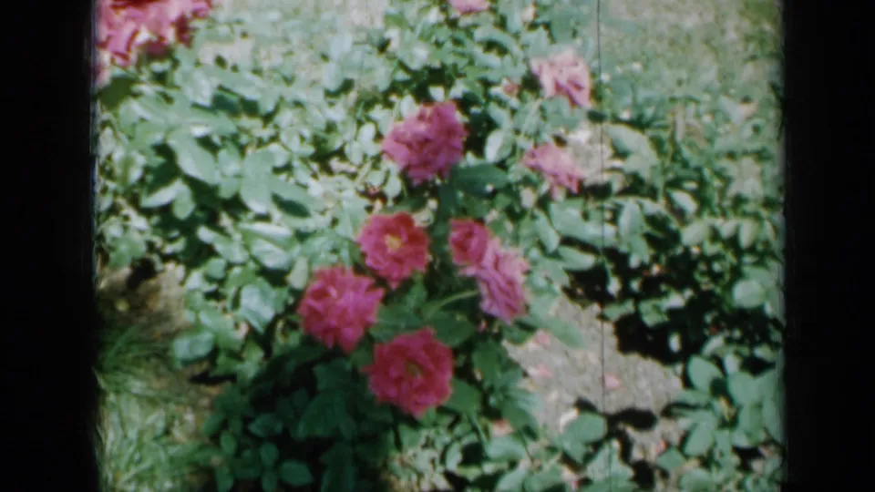 1958 Minnesota home-movie frame of pink roses and green foliage in a sunlit garden, with soft focus and visible film texture.