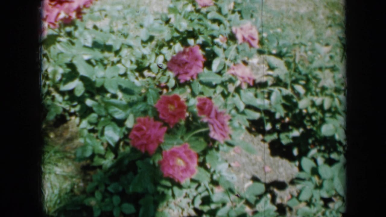 Pink roses and green foliage in a sunlit garden frame.