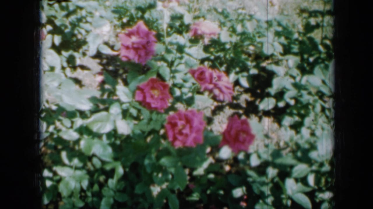 Cluster of pink roses surrounded by leafy green plants.