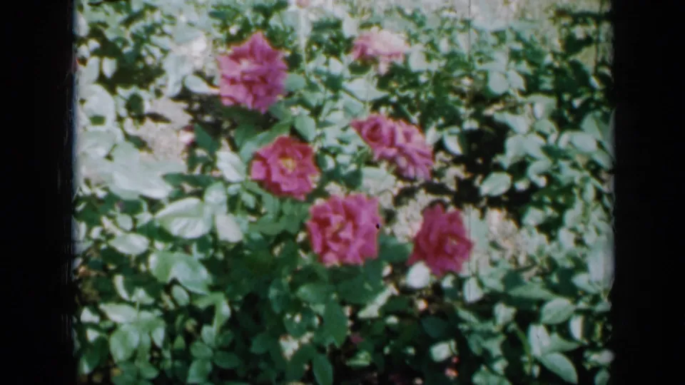 1958 home-movie view of rose bushes with pink blooms, leafy stems, and sunlit garden growth.