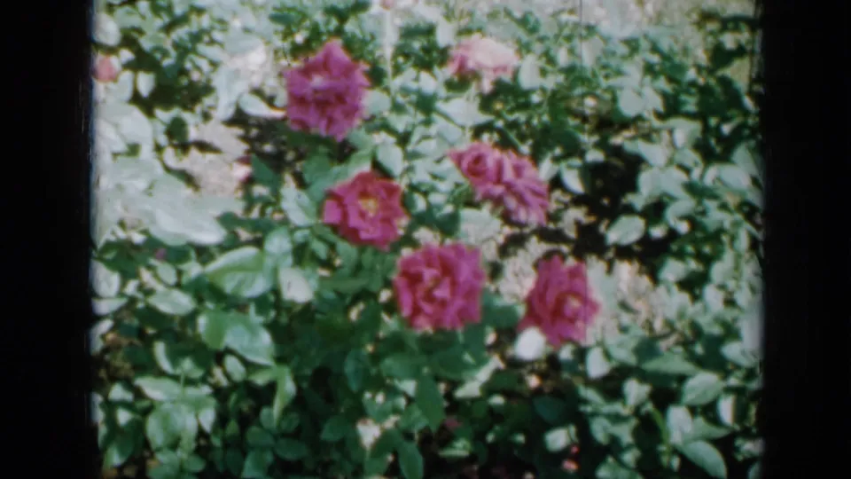 Final 1958 Minnesota garden frame showing pink roses and green leaves with visible 8mm film texture.