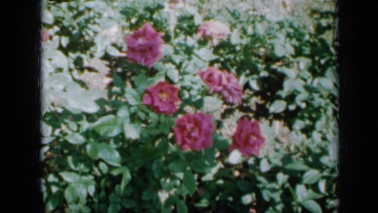 Pink roses and green leaves in a sunny garden bed.