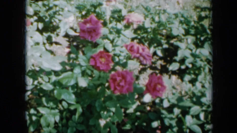 Pink roses bloom among green foliage in a Minnesota yard, seen in soft 1958 8mm home-movie color.