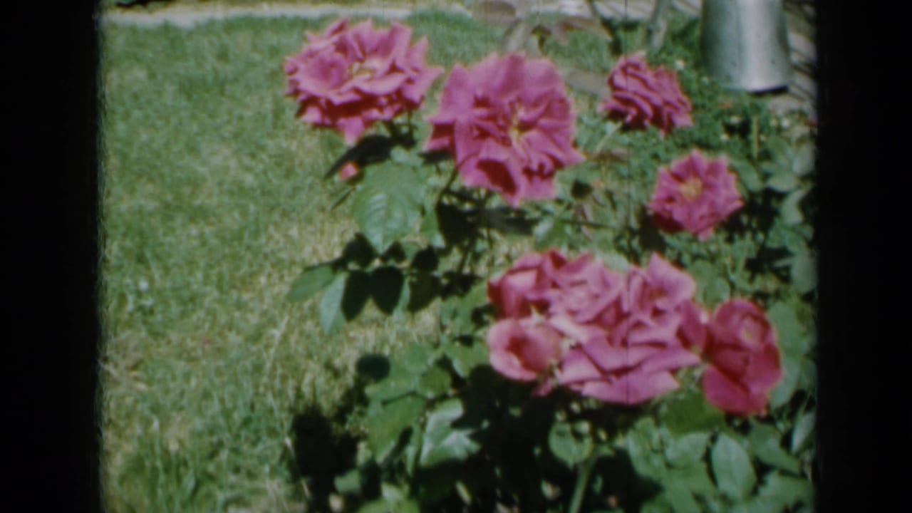 Cluster of pink roses beside grass with a metal watering can in back.