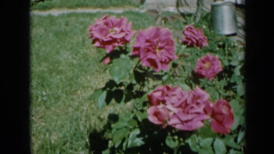 Pink roses and dark green leaves occupy the foreground of a Minnesota yard, filmed on 8mm in 1958 with visible film softness.