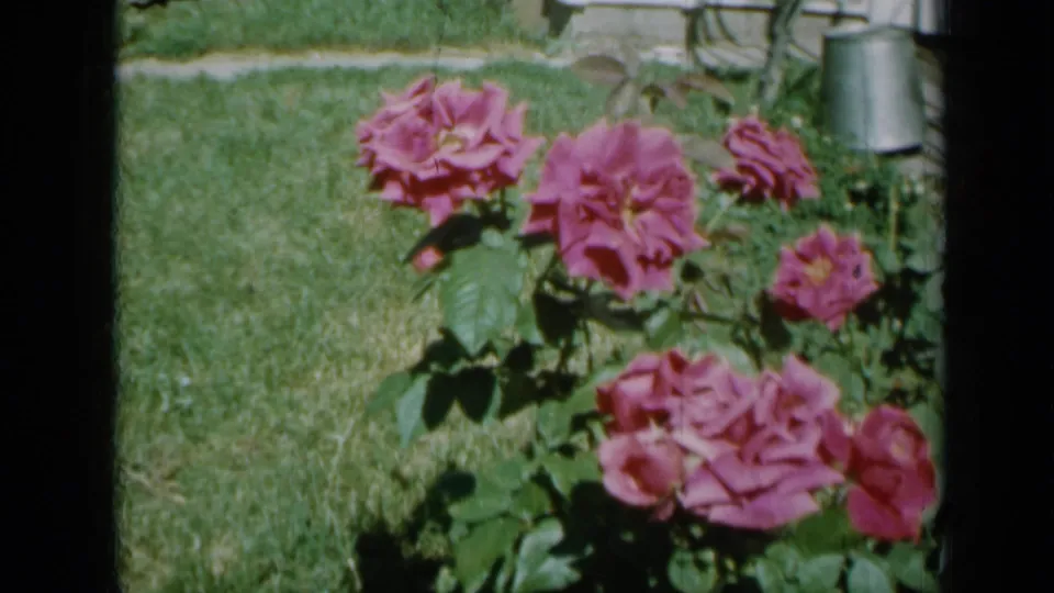 Pink roses bloom against a green lawn in a 1958 Minnesota home-movie garden view, with soft grain and saturated color.