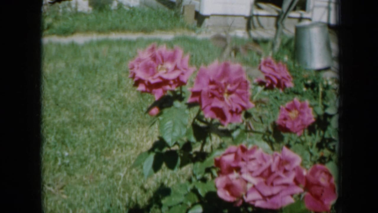 Pink roses blooming beside a lawn with a house edge and watering can in the background.