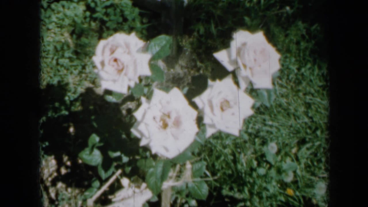 1958 Minnesota 8mm home-movie frame showing pale white roses with leaves and grass in a domestic garden.