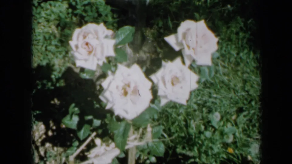 1958 Minnesota garden footage frame showing white roses and foliage in soft 8mm color with dark frame edges.