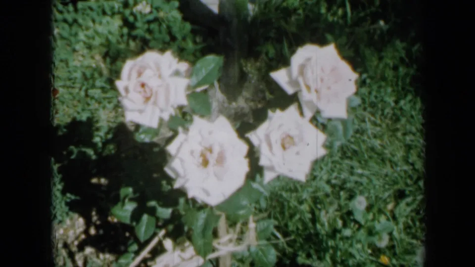 1958 Minnesota 8mm home-movie frame showing clustered white roses in a sunlit garden bed with visible film borders.