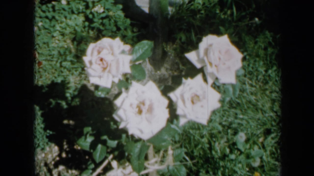 White roses blooming among green garden leaves with black film borders.