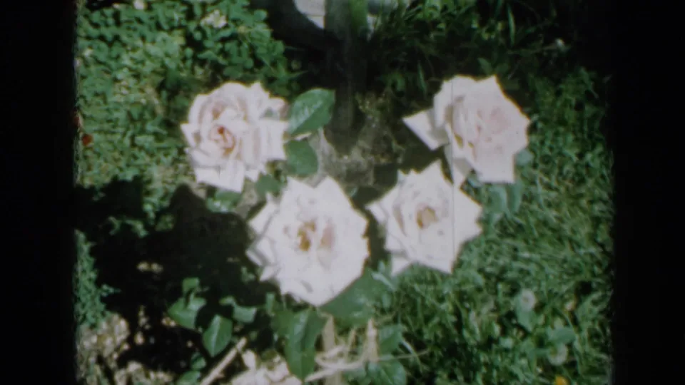 White roses in a leafy Minnesota garden, seen in 1958 8mm home-movie footage with soft focus and visible frame edges.