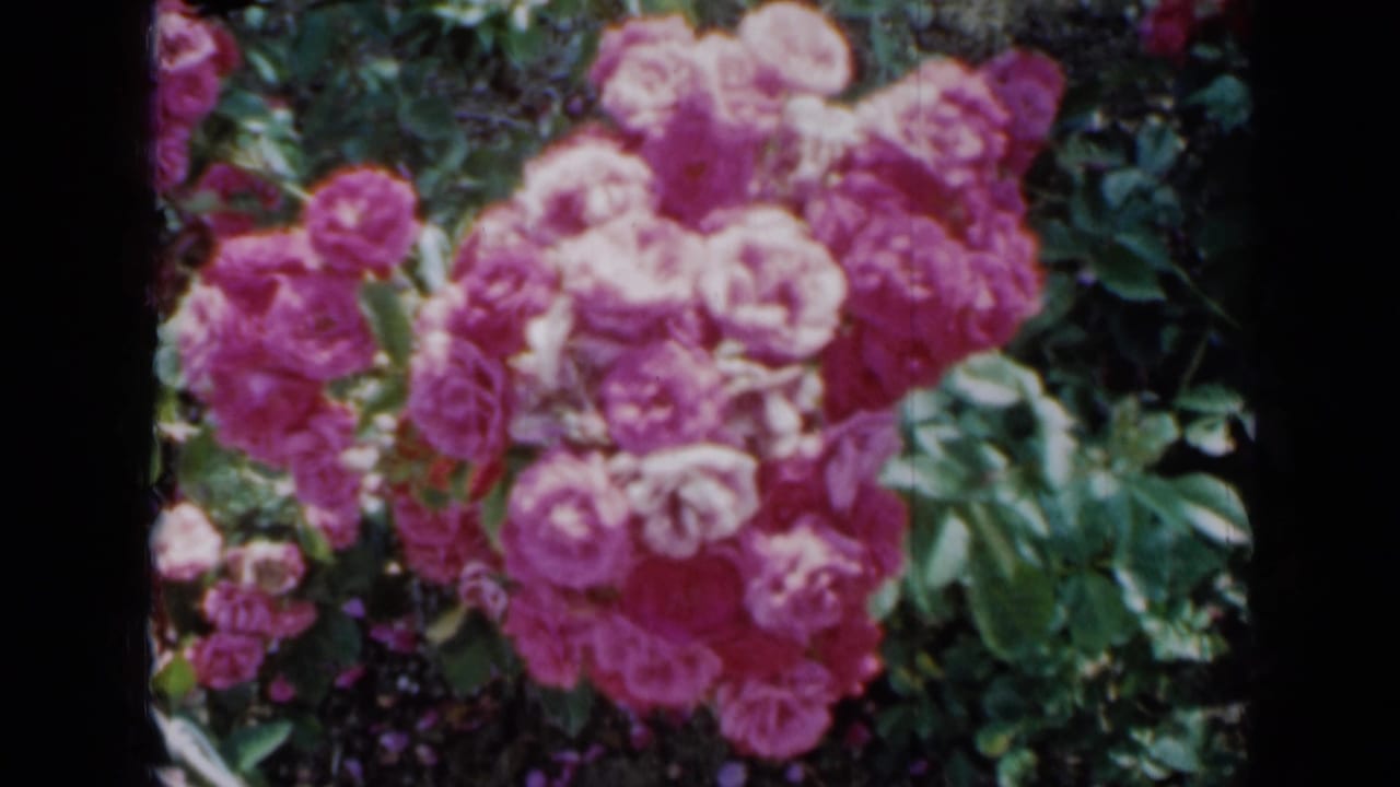 Pink roses fill the frame in a 1958 Minnesota garden close-up, with saturated color, soft focus, and 8mm film texture.