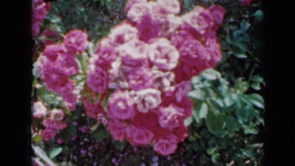 A dense cluster of pink roses remains centered in the 1958 Minnesota home-movie frame, bordered by black film edges.