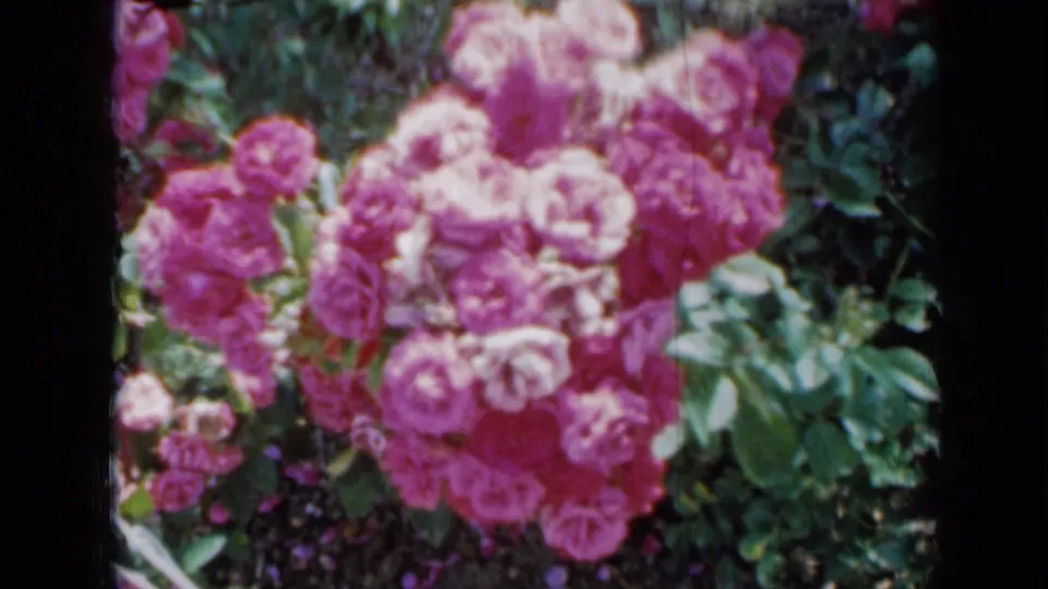 Pink rose blossoms and glossy leaves appear in the final 1958 Minnesota 8mm garden frame, with soft exposure and home-movie grain.