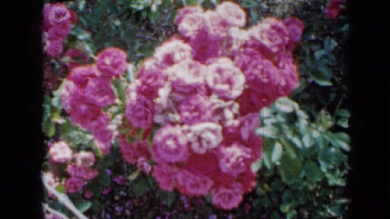 Soft-focus hot pink roses and green leaves fill the frame.