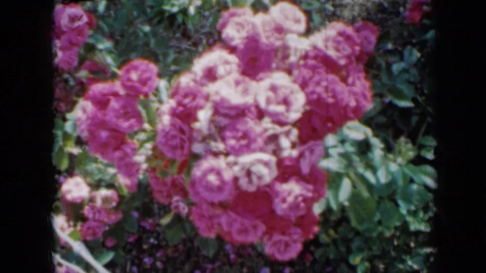 Hot pink rose clusters fill a soft 1958 Minnesota 8mm home-movie frame, with green leaves and dark film edges visible.