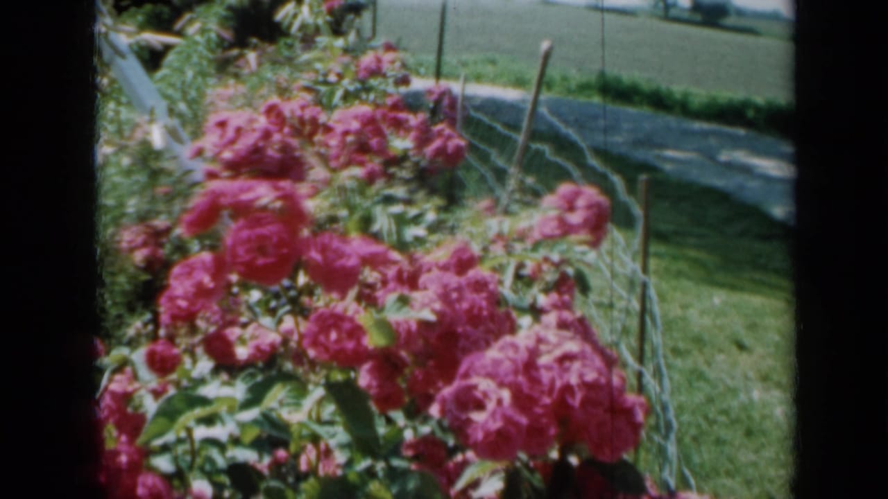 Pink roses grow beside a wire fence with grass and open field behind.