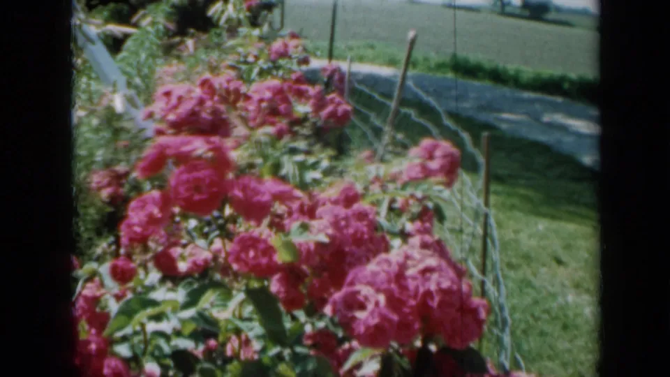 Pink rose bushes sway beside a wire fence in a Minnesota garden, with lawn and open green field visible beyond.