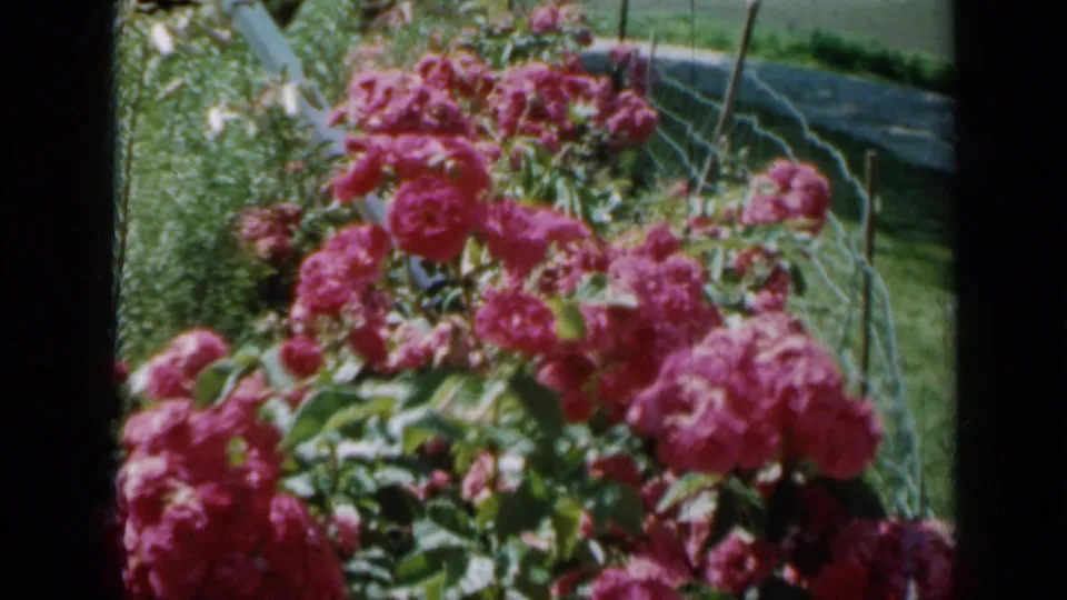Wind-moved pink roses fill the foreground near a wire fence, with grass and garden foliage in the 1958 Minnesota home-movie frame.